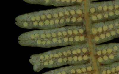 Gleichenella pectinata