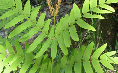 Osmunda regalis