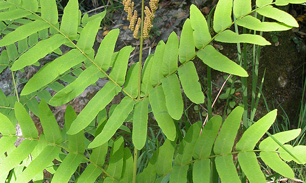 Osmunda regalis L. | Ferns and Lycophytes of the World