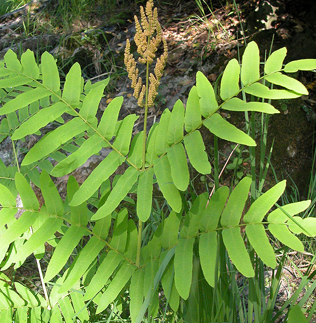 Osmunda regalis