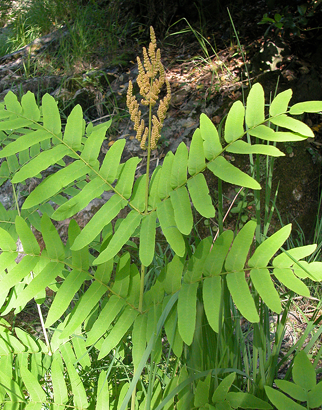 Osmunda regalis