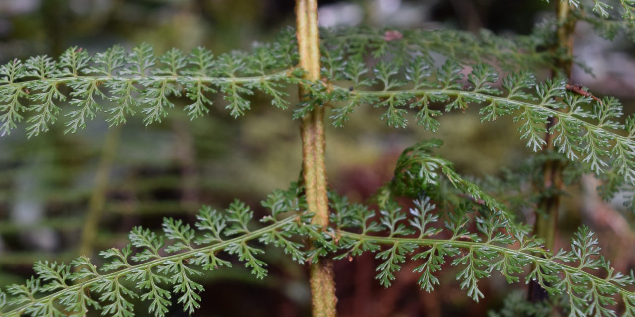 Polystichum multifidum