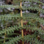 Polystichum multifidum