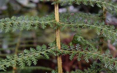 Polystichum multifidum