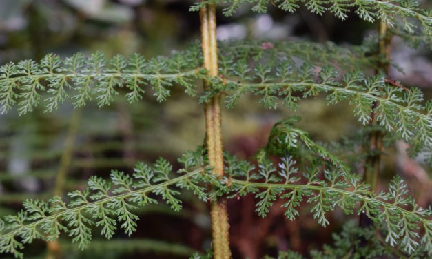 Polystichum multifidum