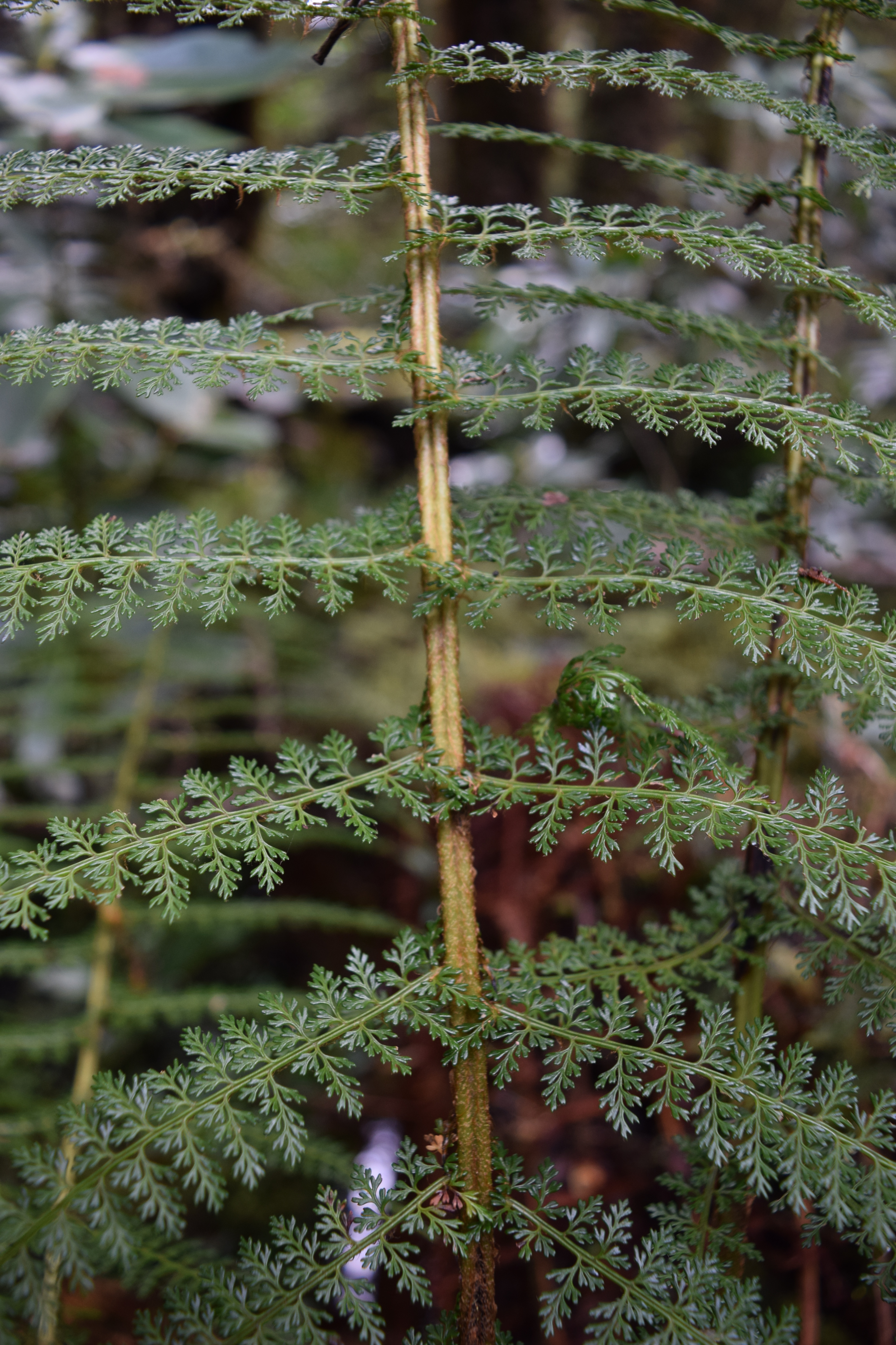 Polystichum multifidum