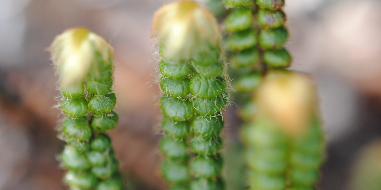 Jamesonia rotundifolia