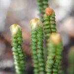 Jamesonia rotundifolia
