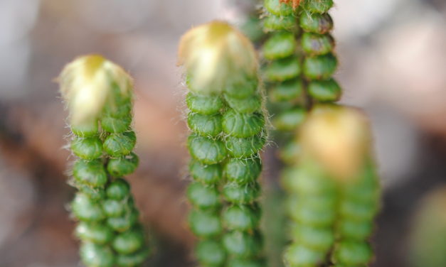 Jamesonia rotundifolia