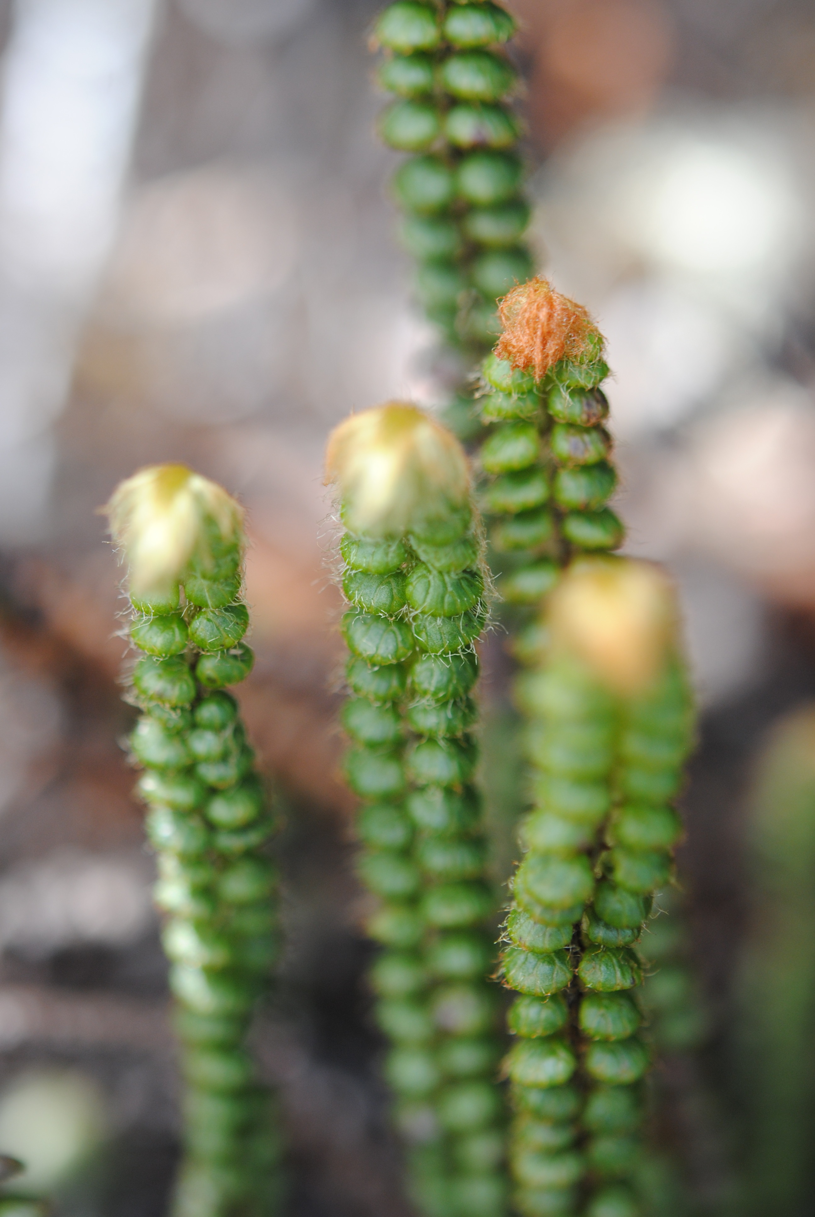 Jamesonia rotundifolia