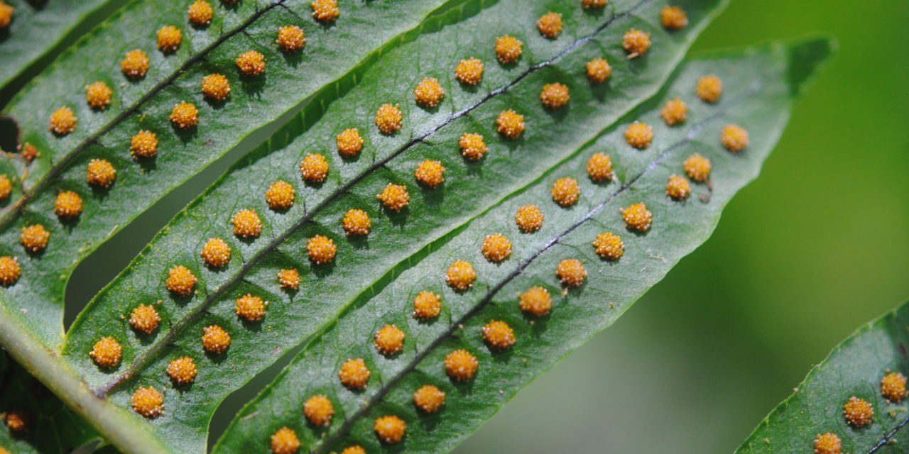 Serpocaulon loriciforme