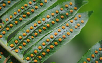 Serpocaulon loriciforme