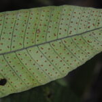 Dracoglossum plantagineum