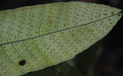 Dracoglossum plantagineum