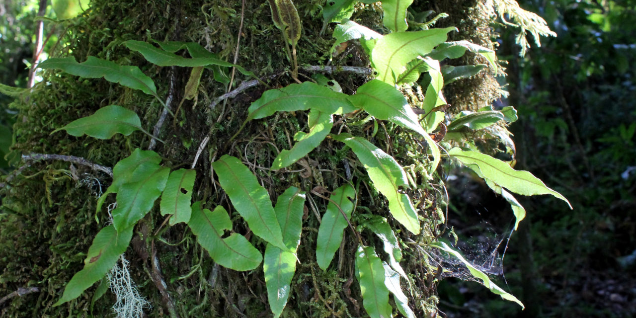 Elaphoglossum curtii