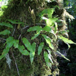 Elaphoglossum curtii