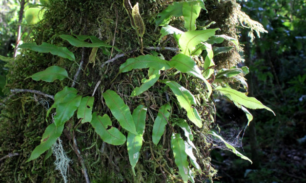 Elaphoglossum curtii