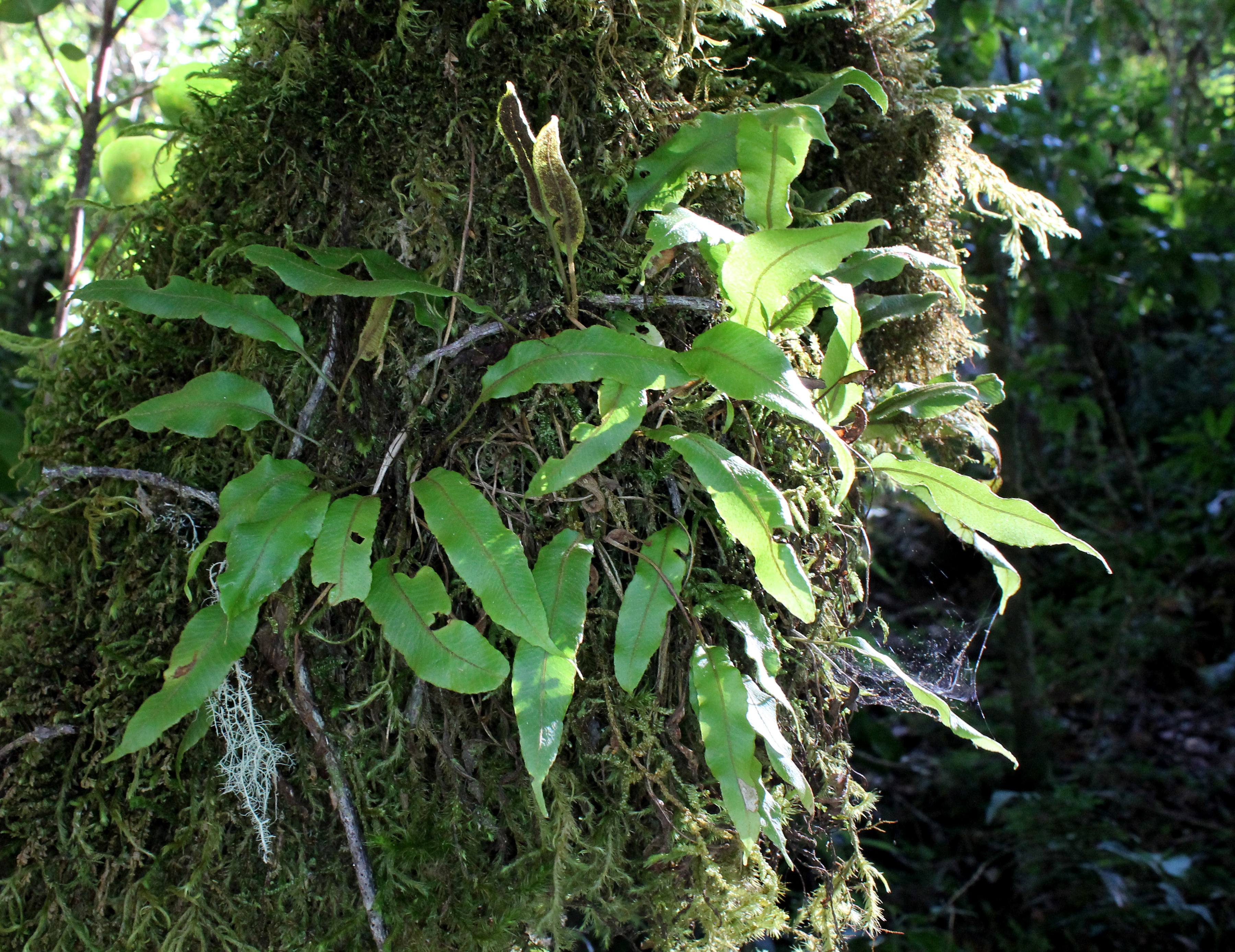 Elaphoglossum curtii