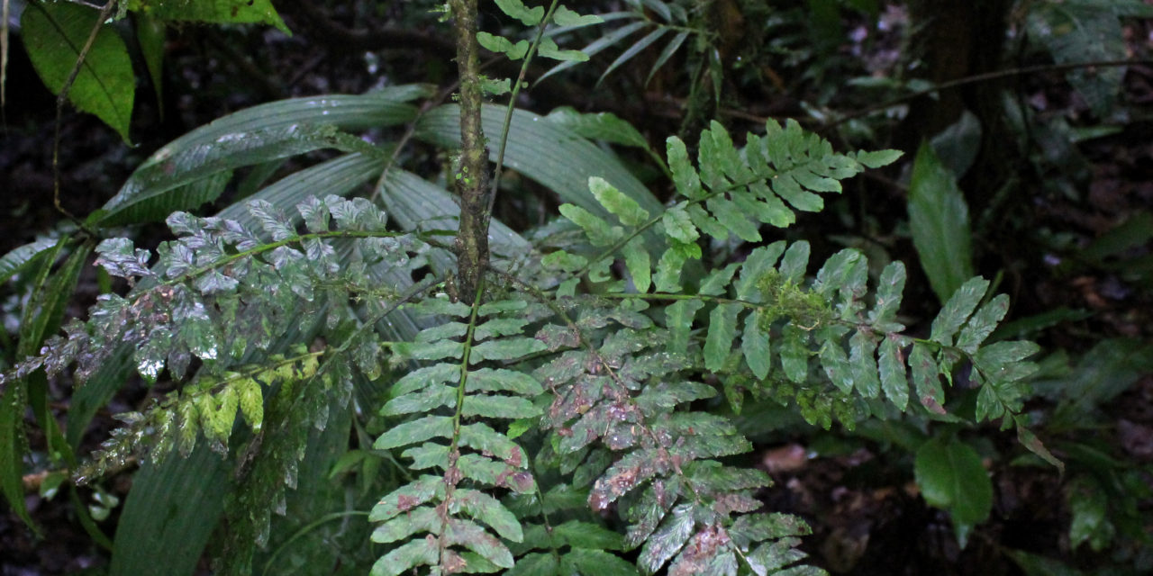 Asplenium volubile