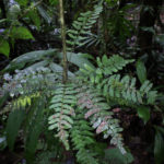 Asplenium volubile