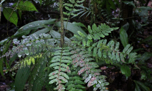 Asplenium volubile