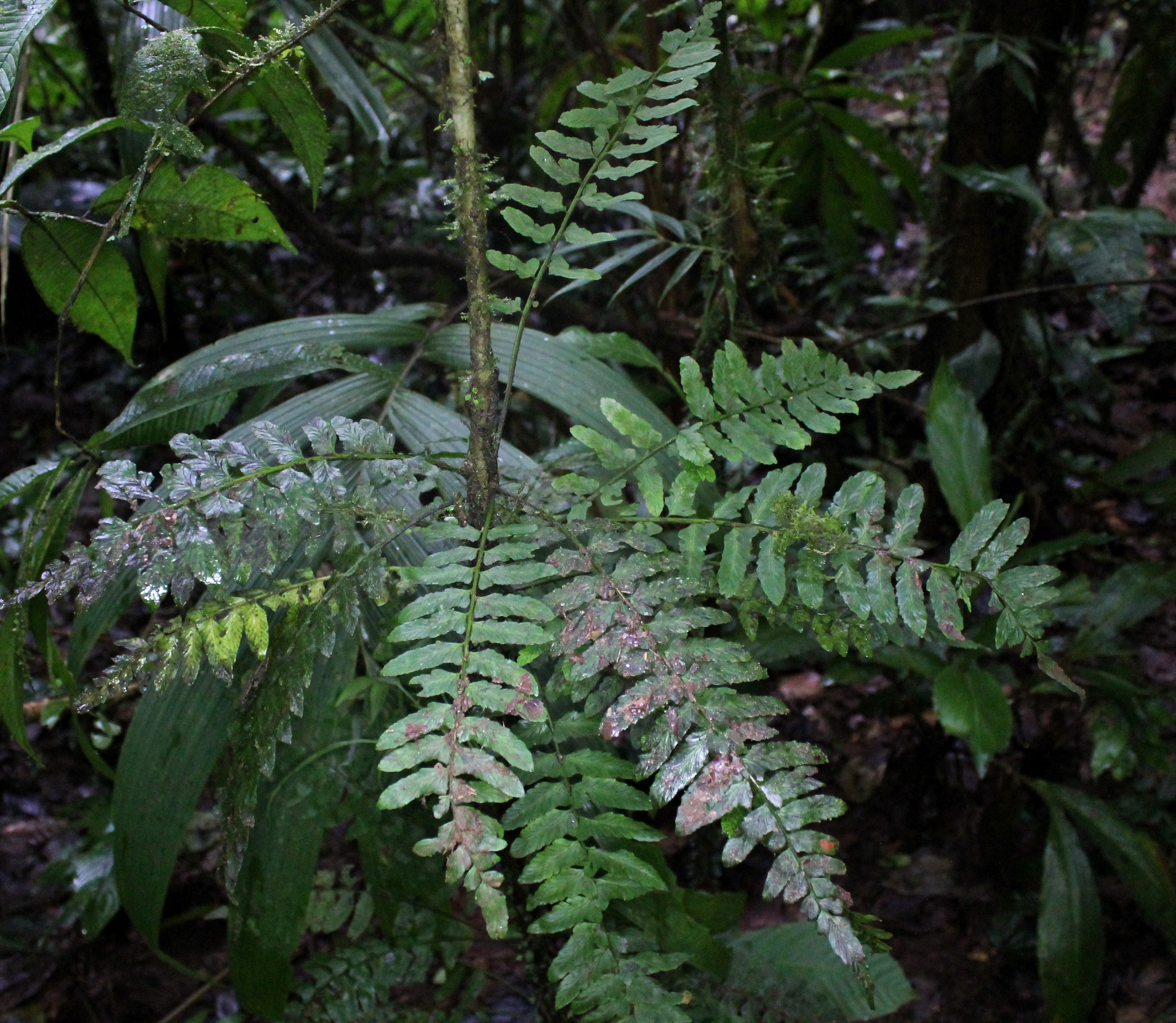 Asplenium volubile