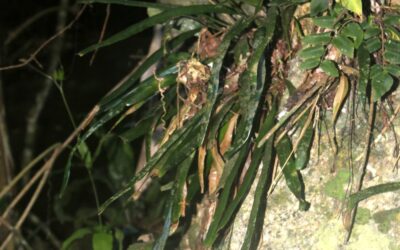 Campyloneurum rigidum