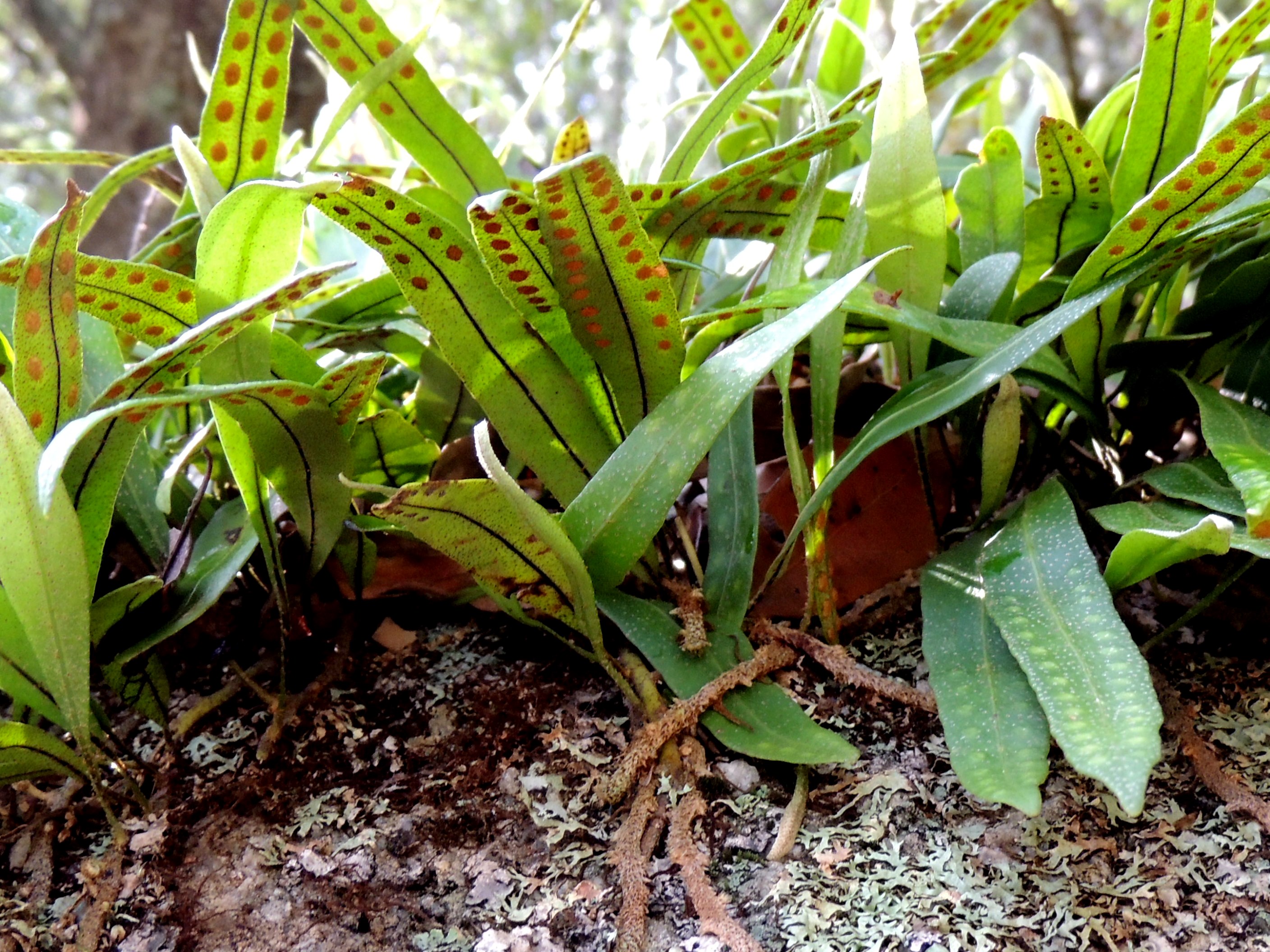 Pleopeltis polylepis