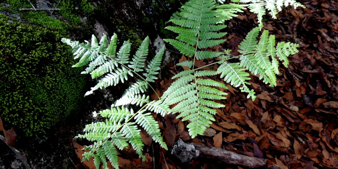 Pteridium aquilinum var. feei