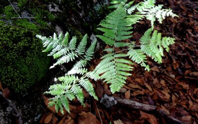 Pteridium aquilinum var. feei