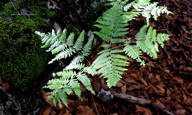 Pteridium aquilinum var. feei