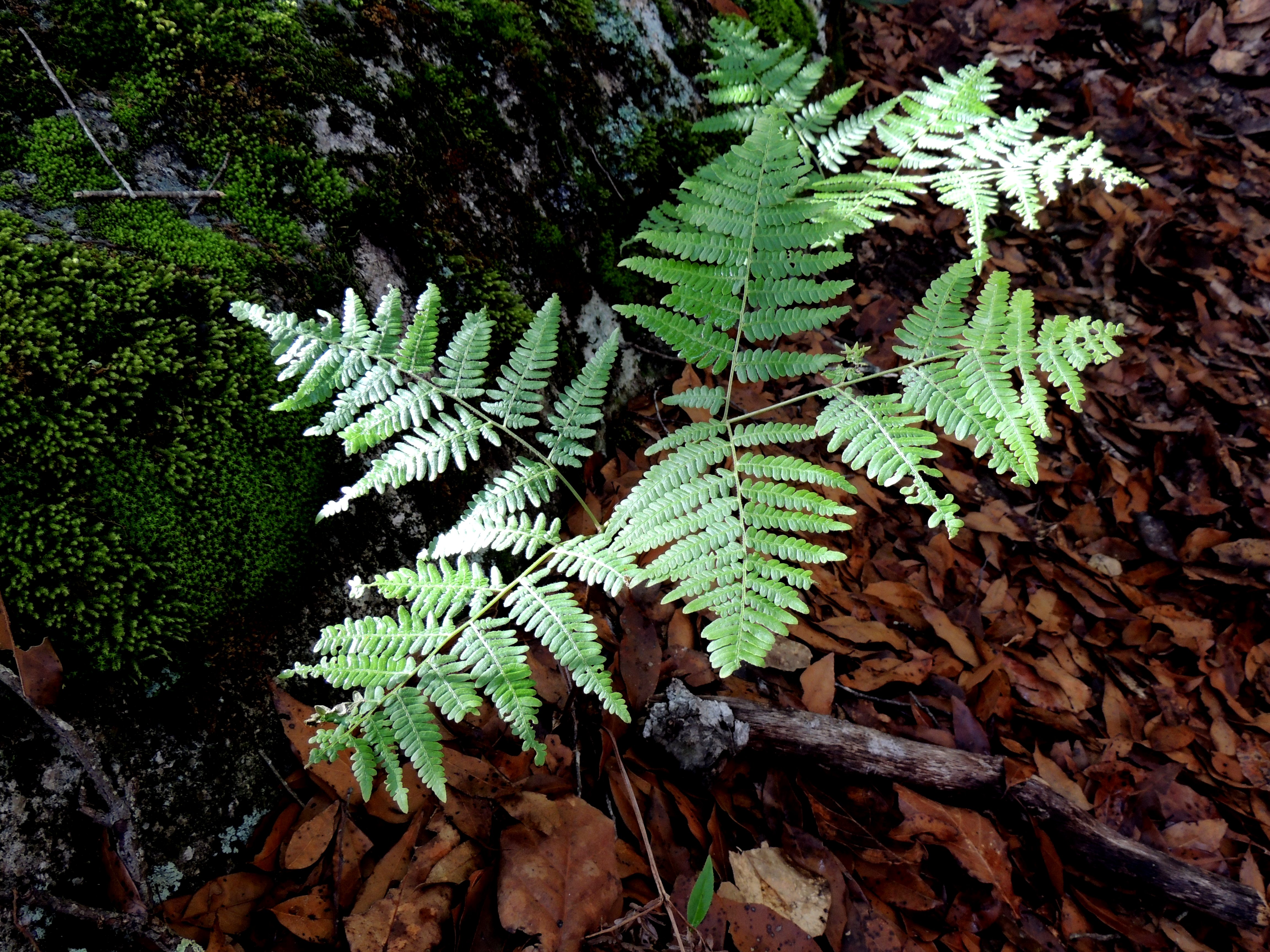 Pteridium aquilinum var. feei