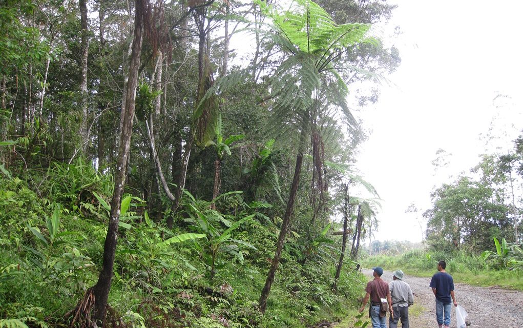 Cyathea contaminans