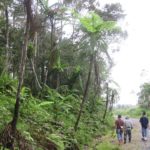 Cyathea contaminans