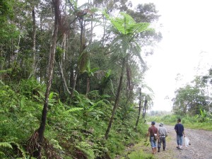 Along the road  to Mamut Copper Mine, Ranau, Sabah