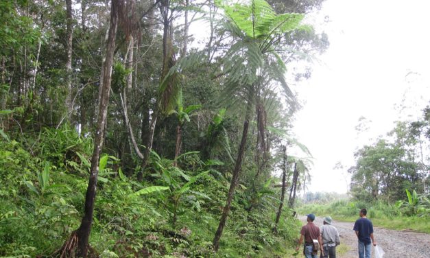 Cyathea contaminans