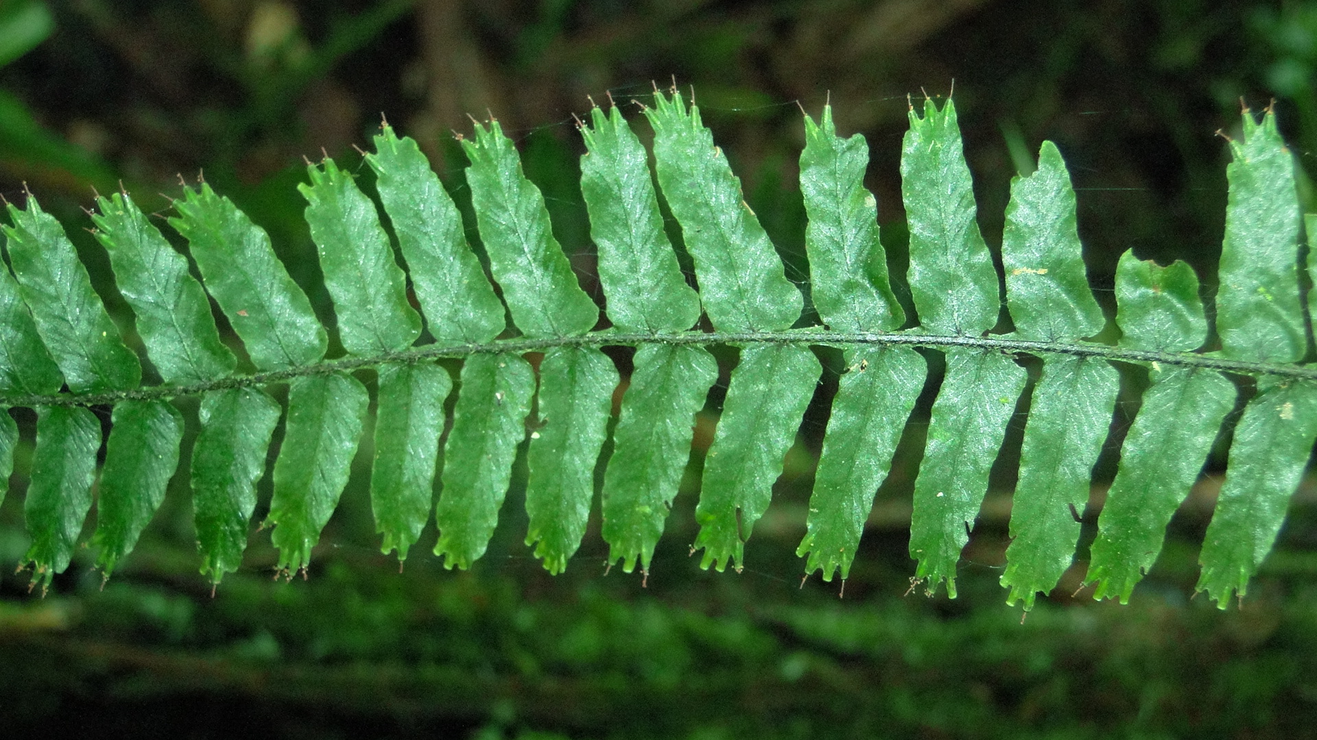 Trichomanes dactylites