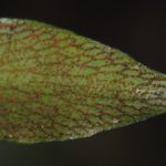 Anetium citrifolium