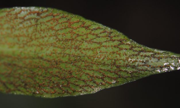 Anetium citrifolium