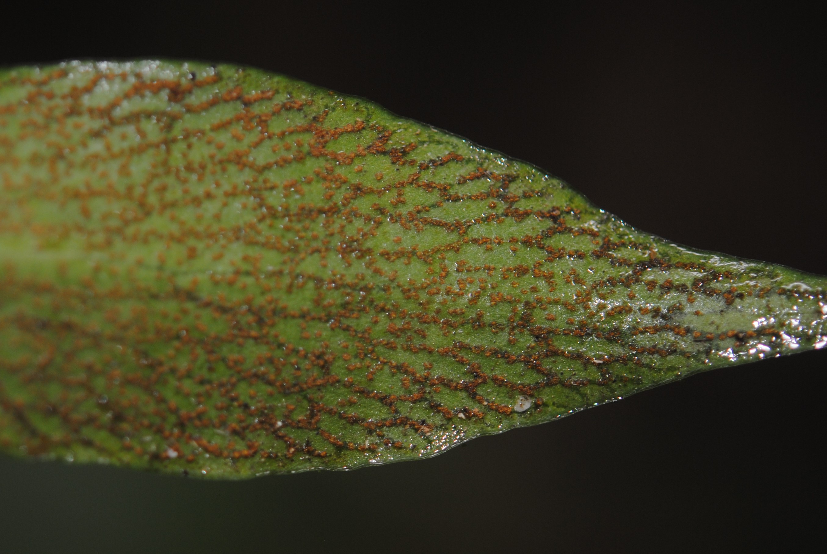 Anetium citrifolium