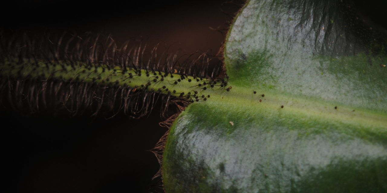 Elaphoglossum crinitum