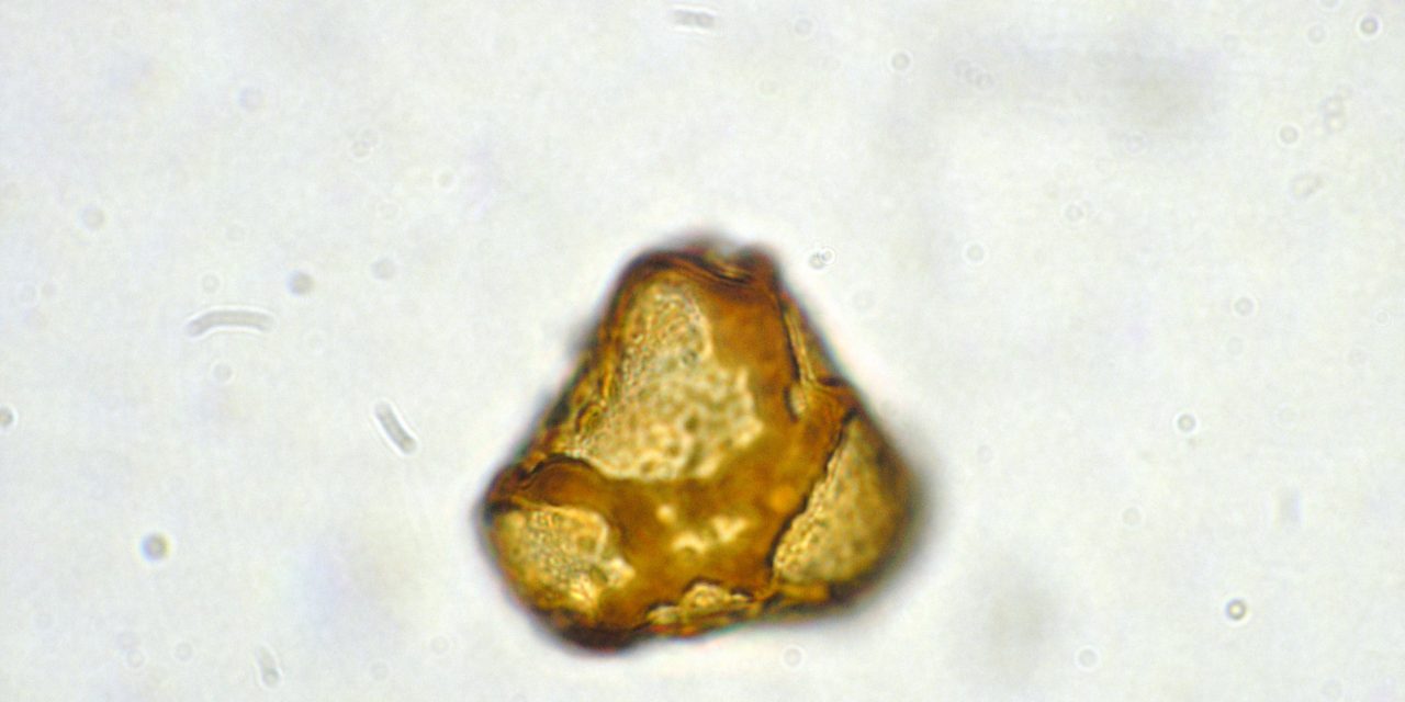 Dennstaedtia globulifera