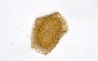 Holodictyum ghiesbreghtii