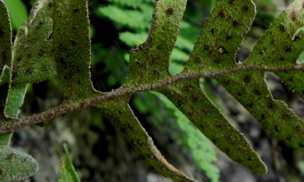 Pleopeltis thyssanolepis