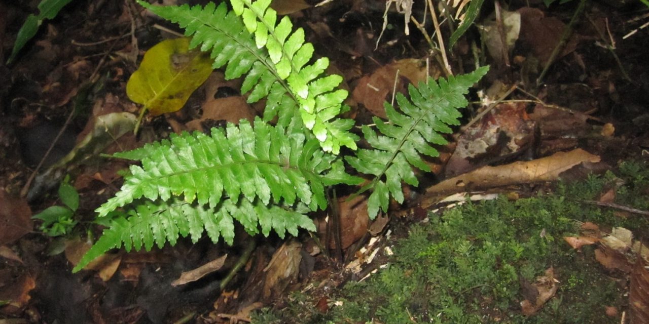 Asplenium inaequilaterale