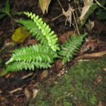 Asplenium inaequilaterale