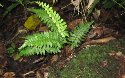 Asplenium inaequilaterale