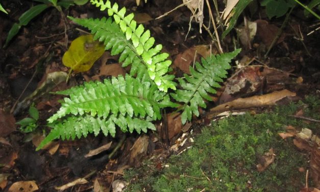 Asplenium inaequilaterale