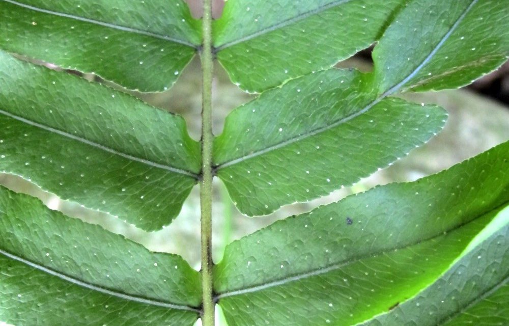 Serpocaulon meniscifolium