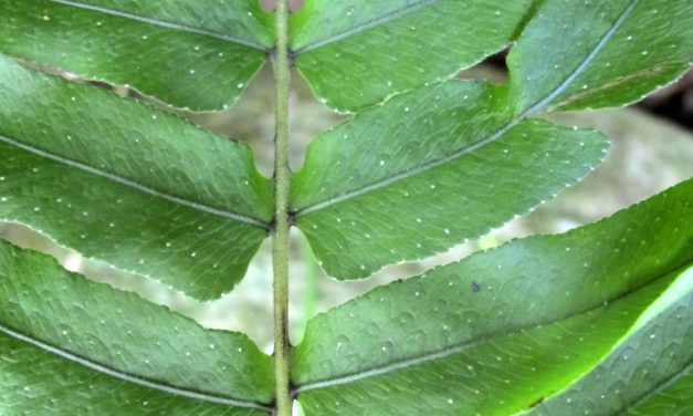 Serpocaulon meniscifolium